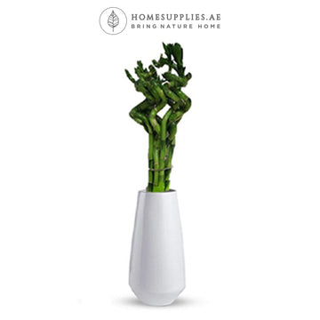 Lucky Bamboo Stick